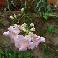 Podranea ricasoliana (Tanfani) Sprague